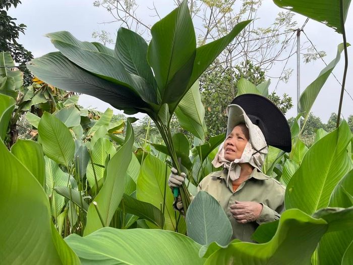 Gia đình bà Nguyễn Thị Lan có 3 sào đất trồng lá dong. Những ngày này, các thành viên trong gia đình bà đều tạm gác lại công việc khác để tập trung thu hoạch cho kịp thời vụ.