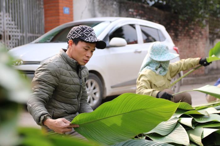 Theo bà Lan, bên cạnh việc bán buôn, bán lẻ cho những người có nhu cầu ở Hà Nội và các tỉnh lân cận, lá dong Tràng Cát còn được xuất khẩu sang nước ngoài nhằm phục vụ nhu cầu của người Việt đang định cư tại đó.