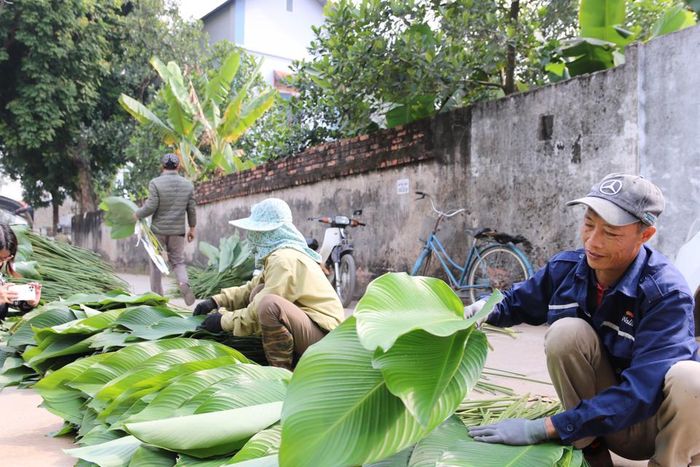 Dọc đường làng những ngày này, dễ dàng để bắt gặp hình ảnh người dân phân loại và thương lái đến tận nơi thu mua lá.