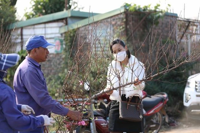 Một người dân tìm đến làng Nhật Tân tìm chọn mua cành đào “thế huyền” chơi Tết