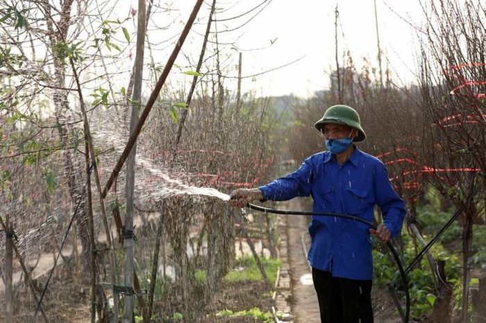 Chăm sóc cho những cây đào chuẩn bị đến vụ thu hoạch. Ảnh: Hoàng Hiếu - TTXVN