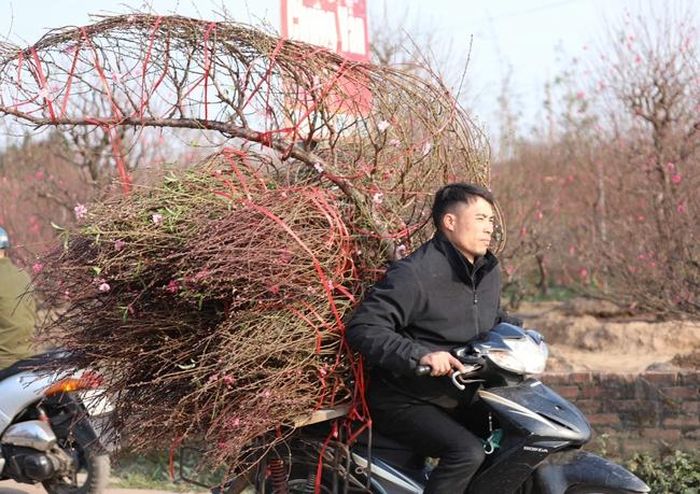 Những cành đào theo chân thương lái ra thị trường phục vụ khách đón xuân Quý Mão