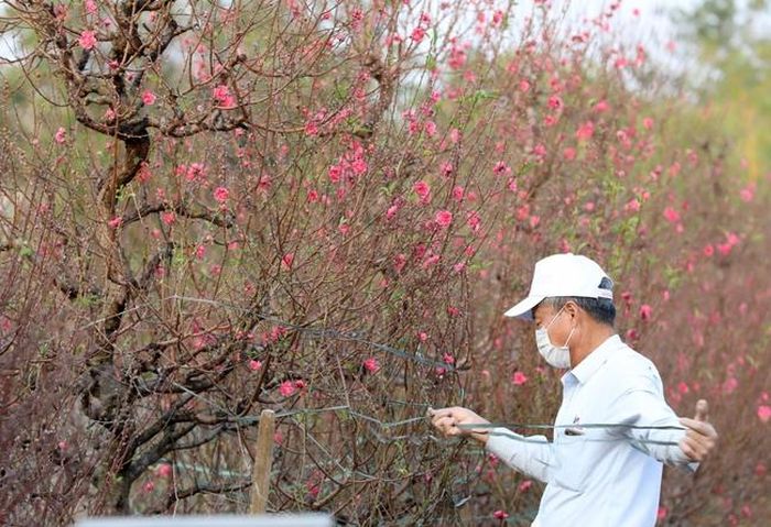 Người dân làng Nhật Tân chằng, buộc gọn tán những cây đào chuẩn bị xuất ra thị trường