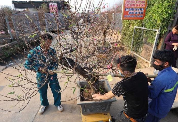 Nhà vườn vận chuyển cây đào đẹp cho khách đặt trước
