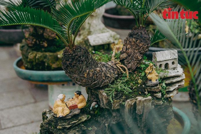 Vạn tuế có khả năng thích ứng cao với điều kiện ngoại cảnh, sức sống rất bền bỉ.