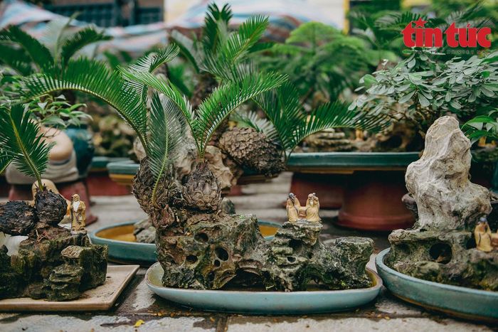 Hiện tại, nhà vườn đang đưa nhiều mức giá bán vạn tuế bonsai mini.