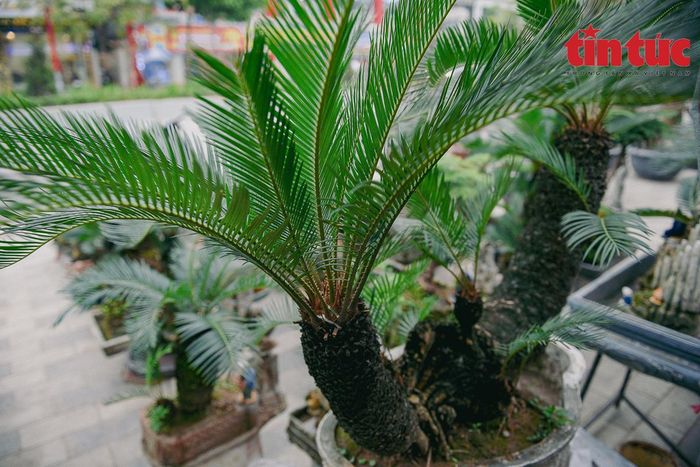 Chủ gian hàng cho biết, phải mất khoảng thời gian từ 5 - 10 năm mới tạo ra được một cây vạn tuế bonsai đẹp đưa ra thị trường.