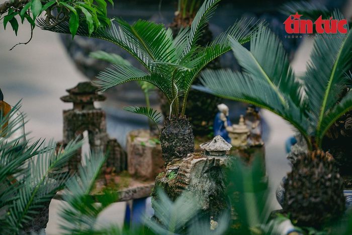 Theo dân gian tương truyền, cây này khi trồng ở nhà sẽ đem lại nhiều tài lộc và hạnh phúc cho gia chủ.