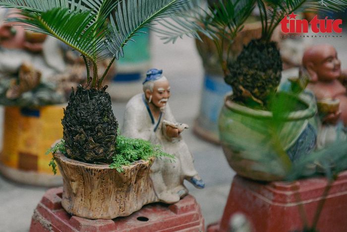 Do kích thước nhỏ, nên vạn tuế mini bonsai thích hợp với nhiều vị trí trong nhà.