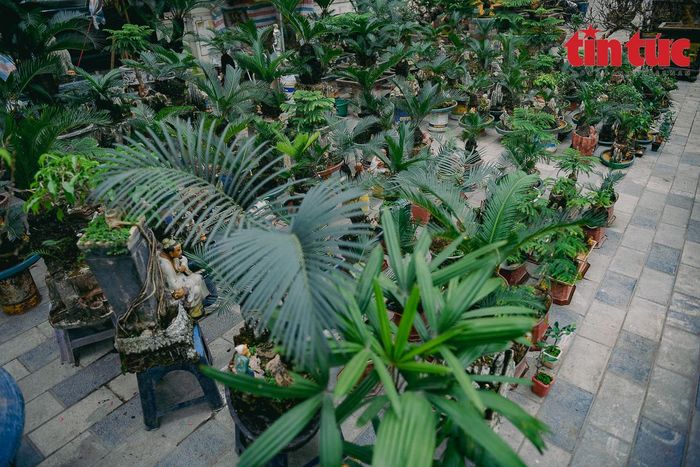 Vì thế giá cho mỗi chậu vạn tuế bonsai mini không hề rẻ, tùy theo kích thước và phần trang trí bổ sung, có thể từ vài triệu đồng đến hơn chục triệu đồng/chậu cây.