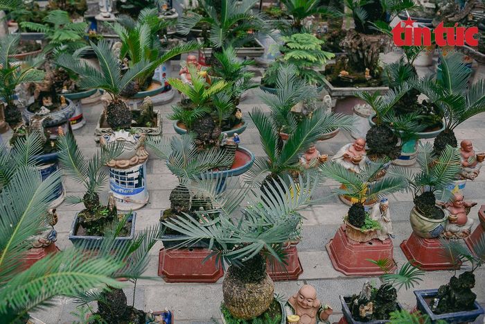Giá rẻ nhất là 500.000 đồng/chậu, đắt nhất lên tới hàng chục triệu đồng.