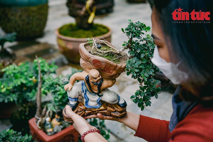 Năm nay, ngoài những cây vạn tuế bonsai, tại gian hàng còn có bày bán cây tùng, sam hoa tím...