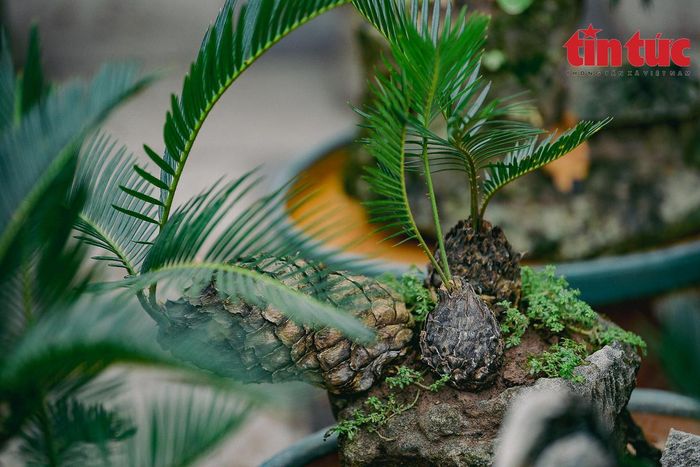 Để có được chậu cây đẹp cần phải lựa chọn tỉ mỉ, cây và đá phải hợp nhau, có khi người chăm phải dành tới 4-5 năm mới cho ra thành phẩm một chậu non bộ ưng ý, bày bán ra thị trường.