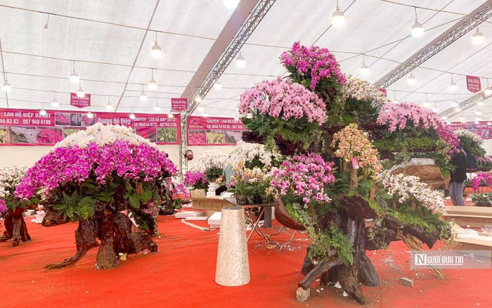 Lan Hồ Điệp bonsai trên thân gỗ được bán dao động từ 40 – 160 triệu đồng/bình. Mỗi chậu lan chơi được tư 2-3 tháng, do được trồng trên gỗ, xung quanh có rong rêu, sống bám vào bầu đất nên tuổi thọ của lan lâu hơn dòng dược trồng trong chậu.
