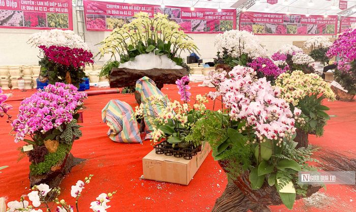 Theo khảo sát của PV, dòng lan Hồ Điệp bonsai trên gỗ là sản phẩm đang được quan tâm nhất dịp Tết Quý Mão 2023.