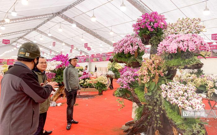 Những năm gần đây, lan Hồ Điệp trở thành một trong những thú chơi xa xỉ của giới nhà giàu, nhiều người sẵn sàng chi từ vài chục đến cả trăm triệu để sở hữu một bình lan Hồ Điệp theo đúng mong muốn, chỉ để trưng vào dịp Tết.