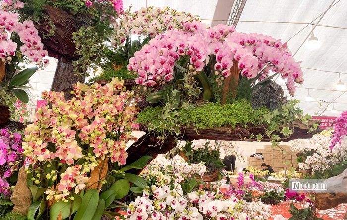 Đây được cho là sự kết hợp hài hòa giữa màu nâu của gỗ, màu xanh của lá rêu, dương sỉ ở mỗi gốc lan.