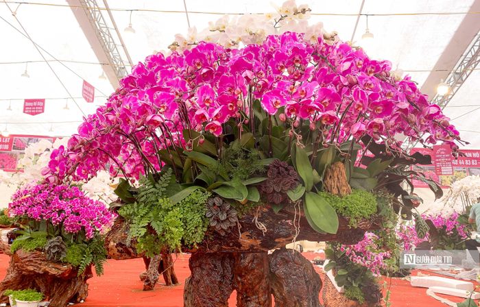 Một cây lan Hồ Điệp loại A thường được đánh giá theo các tiêu chí sau: Bộ lá không bị gãy dập, có màu xanh mượt, lá thẳng có độ dài vừa phải; bộ rễ tròn, mập, đầu rễ có màu xanh lá tươi; màu sắc hoa tươi tắn, cánh hoa khi sờ vào cảm nhận được độ dày, khỏe mạnh của hoa; số lượng hoa trên một cành tối thiểu từ 8 – 15 bông.