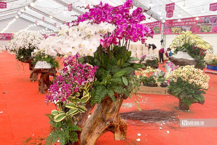 Theo đó, đây là những bình lan khổng lồ được nghệ nhân thiết kế, kết hợp hào hòa giữa màu nâu của gỗ, màu xanh của lá rêu, dương sỉ ở mỗi gốc lan va màu sắc của 7 loại lan Hồ Điệp hết hợp.