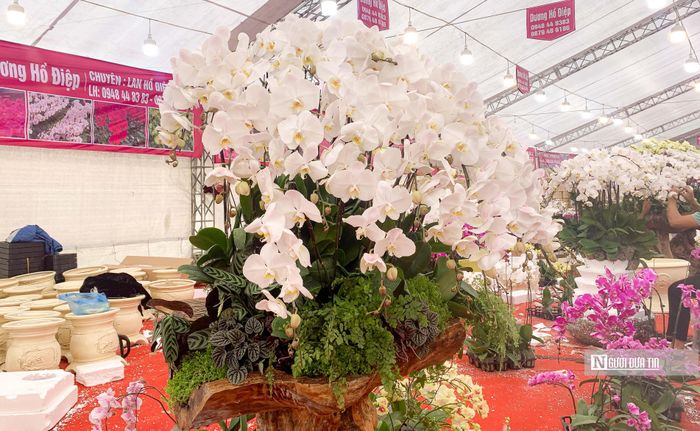 Ngày thường, loại lan cánh nhỏ thường được bán rẻ hơn lan cánh to nhưng trong vụ Tết giá lan Hồ Điệp đều đồng giá 250.000 đồng/bầu. Thợ cắm hoa được trả công cắm 15.000 đồng/bầu.