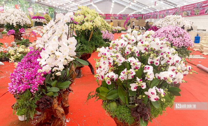 Hiện lan Hồ Điệp đang bày bán trên thị trường có hai loại, phân loại theo kích thước cánh to và cánh nhỏ với 7 màu hoa: Trắng; trắng phớt hồng; hồng nhạt; hồng đậm; vàng; màu táo xanh; tím…