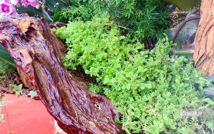 Do được trồng trên gỗ, xung quanh có rong rêu, sống bám vào bầu đất nên tuổi thọ của lan lâu hơn dòng dược trồng trong chậu.