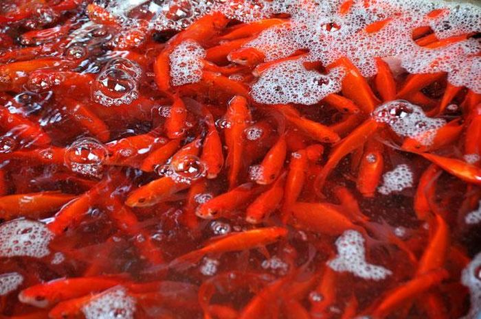 Việc chọn mua cá chép là điều vô cùng quan trọng đối với lễ cúng ông Công ông Táo 23 tháng Chạp