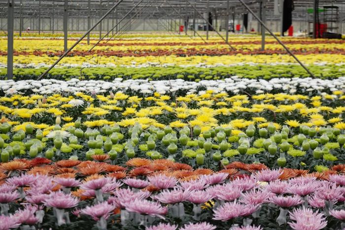 Số lượng hoa cắt cành tại Dalat Hasfarm tăng 10% so với cùng kỳ năm ngoái. Ảnh: Liên Phạm. 