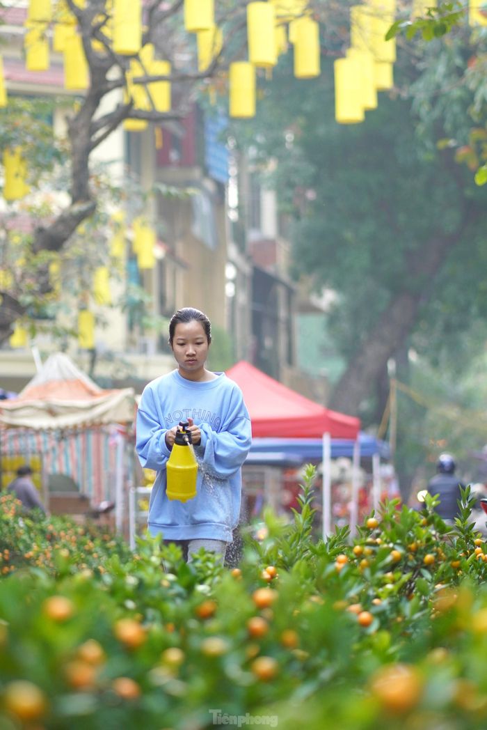  Người bán quất cảnh tranh thủ tưới nước chăm chút cho các chậu cây, đảm bảo điều kiện tốt nhất trước cho khách hàng lựa chọn, 