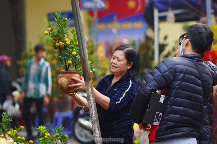  Người Hà Nội đi chợ hoa thường hay ngắm, và cái thú là sự lựa chọn kĩ càng, đôi khi "đi dạo" vài lần mới tìm được nhành hoa, chậu cây ưng ý. Có lẽ cũng chỉ có người Hà Nội mới có câu nói "đi chơi chợ hoa" chứ không phải "đi chợ mua hoa" như nhiều nơi khác. Trong ảnh: Các chậu quất nhỏ xinh được chăm chút tỉ mẩn thu hút sự quan tâm của nhiều người. 