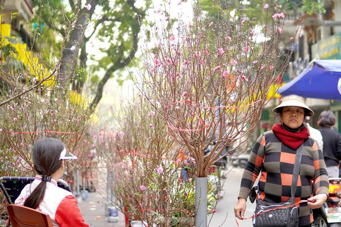  Đào phai, đào bích từ khắp các vườn ươm đã vận chuyển đến đầy đủ và đa dạng. 