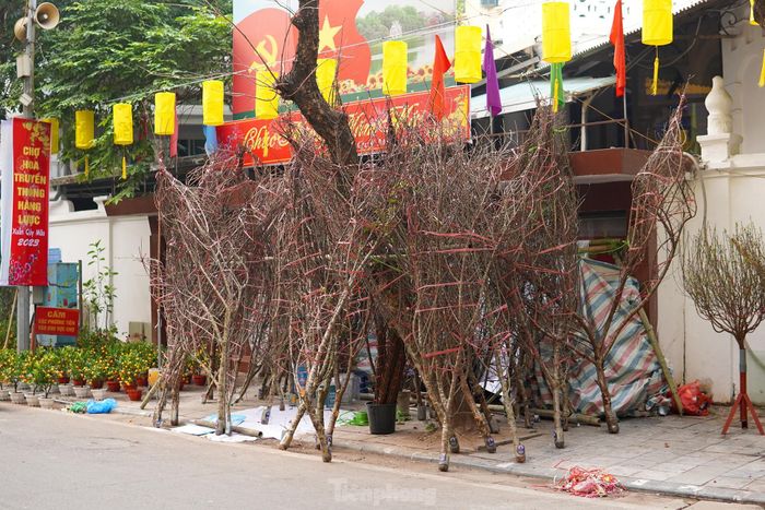 Những cây đào rừng được vận chuyển tới đây có giá từ vài trăm tới cả triệu bạc. 
