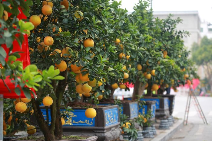 Những năm gần đây, không chỉ có đào, quất, mai… mà bưởi cũng là một trong các loại cây cảnh được nhiều người dân ưa chuộng chơi Tết
