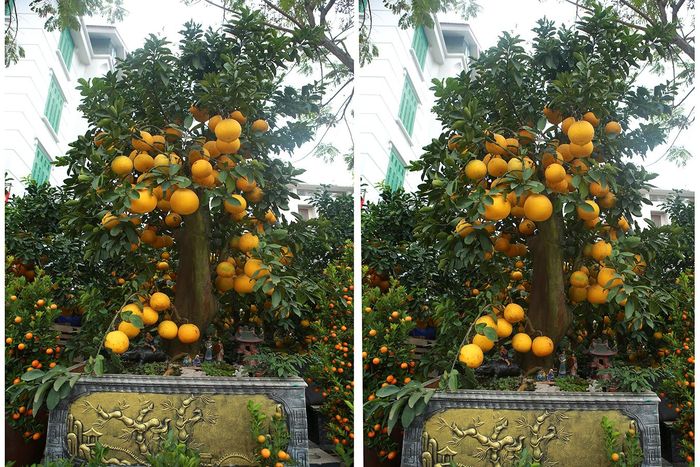 Đây là gốc bưởi được trả 90 triệu đồng nhưng chủ vườn vẫn chưa đồng ý