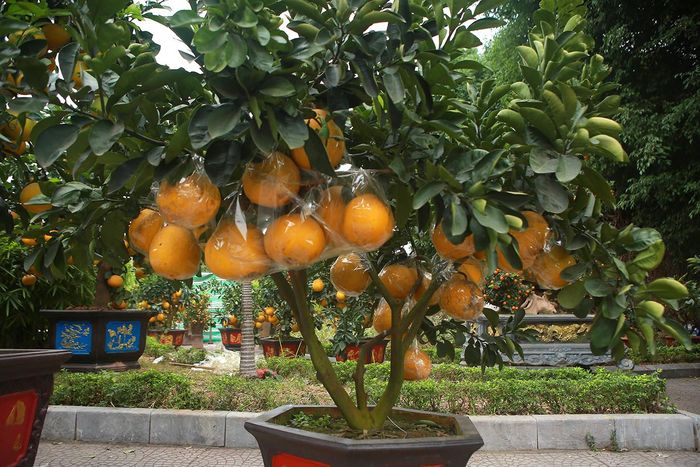 Ngoài ra, tại đây còn hàng trăm chậu bưởi với đủ các loại và mẫu với nhiều mức giá, dao dộng từ vài triệu đồng đến vài chục triệu đồng, thậm chí có cây lên tới cả trăm triệu đồng như trên