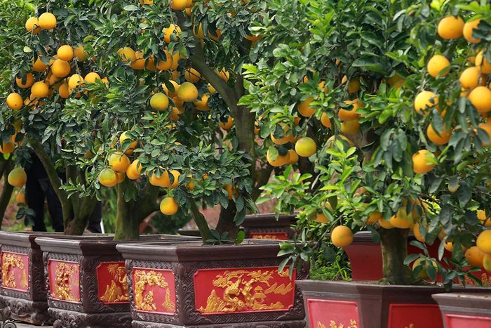 Những chậu trồng bưởi có giá bán cao cũng được khắc họa hoa văn tỉ mỉ