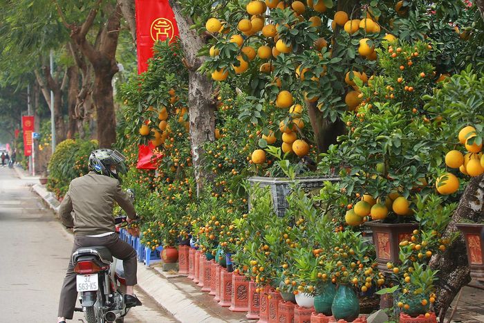 Mặc dù bưởi đẹp, nhưng các nhà vườn vẫn thấp thỏm vì tình hình kinh tế khó khăn, không biết từ nay đến Tết thị trường sẽ diễn biến thế nào