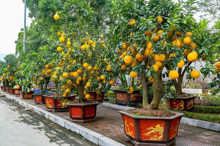 Bưởi là loại cây dễ thích nghi, chăm sóc và kháng sâu bệnh tốt. Bình thường cây ra trái chỉ cho từ 30-50 quả, còn cây ghép thì có thể lên đến cả trăm quả, tạo sự sum suê, vẻ đẹp riêng cho từng cây