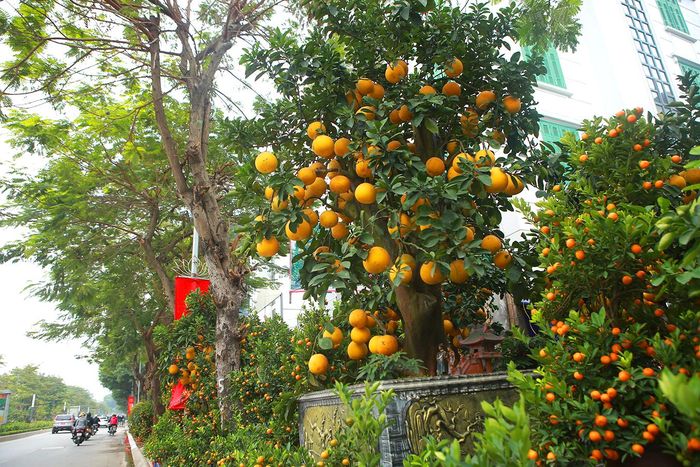 Những chậu bưởi đều trĩu quả vàng ươm