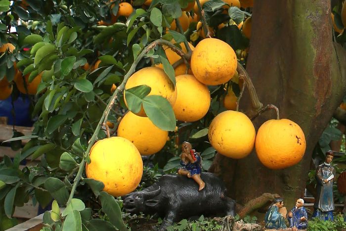Những cây bưởi được chăm sóc sai quả và chín vàng