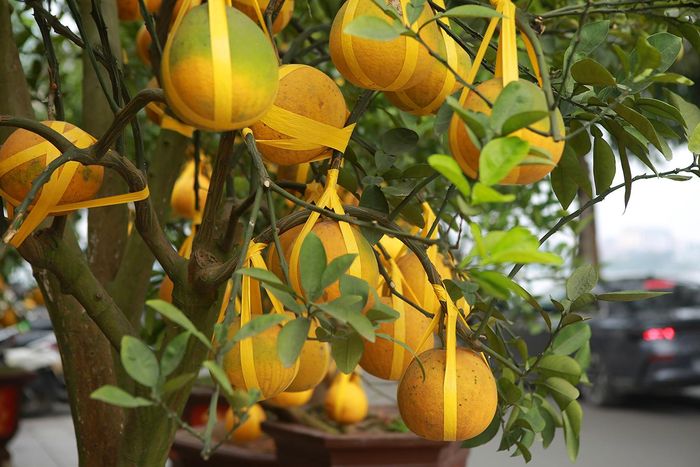 Được biết đây là giống bưởi Diễn được trồng lâu năm