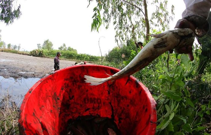 Cá lóc (cá quả) đồng sau hơn 3 tháng ruộng ngập lũ. (Ảnh: Duy Khương/TTXVN)