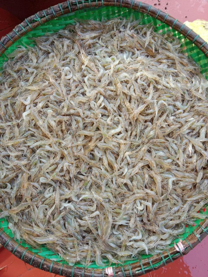 Tép bắt về được rửa sạch, làm ráo nước dung để làm mắm