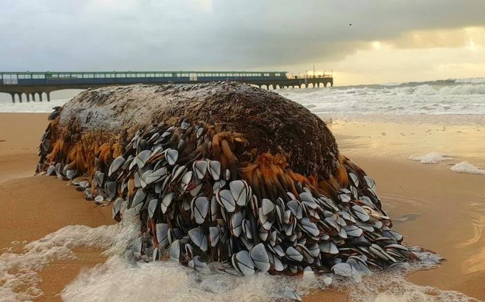 Khúc gỗ phủ đầy hà ngỗng trôi dạt vào bờ biển Jurassic. Ảnh: Telegraph.