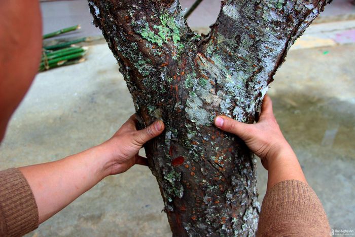 Cây đào này nhiều năm tuổi, thân cây to, mập. Ảnh: Xuân Hoàng