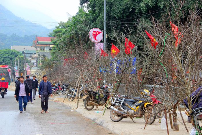 Từ trung tuần tháng Chạp, đào đá được đồng bào vùng cao Kỳ Sơn tìm chọn trong nương rẫy, núi cao, vận chuyển xuống khu vực thị trấn Mường Xén trưng bày, chờ thương lái từ xuôi lên thu mua. Chợ đào Kỳ Sơn được kéo dài đến sát Tết Nguyên đán. Ảnh: Q.An