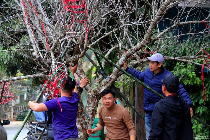 Tuy nhiên, theo các thương lái, đào đá Kỳ Sơn năm nay không đẹp bằng các năm, bởi đa phần là ra nụ chậm và nụ nhỏ. Theo ông Thò Bá Rê - Phó Chủ tịch UBND huyện Kỳ Sơn, không có số liệu thống kê mỗi dịp Tết có bao nhiêu cành đào đá bán ra thị trường, nhưng đây là một trong những mặt hàng tạo nguồn thu nhập cho một bộ phận người dân trên địa bàn. Trong ảnh: Bà con tập trung nhân lực để chằng chống một cây đào khủng mà hứa hẹn bán được giá cao. Ảnh: Xuân Hoàng
