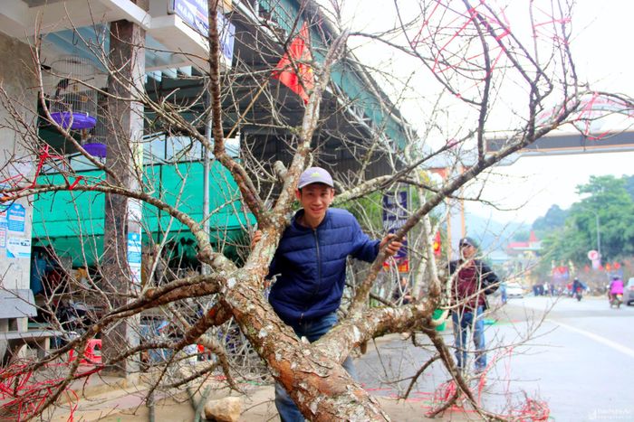 Đa phần những cành đào đá được bày bán ở khu vực thị trấn Mường Xén là nhiều năm tuổi. Ảnh: Xuân Hoàng
