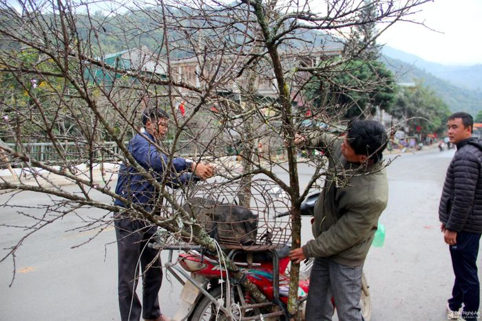 Ông Lầu Bá Ngôn - một người dân ở xã Nậm Cắn (Kỳ Sơn) cho biết, sau khi khai thác đào từ nương rẫy về, sử dụng xe gắn máy để vận chuyển xuống thị trấn Mường Xén để bán. Ngày nào may mắn tìm được cành đào đẹp thì dễ bán và "được" giá, nếu không mỗi chuyến chỉ được 1,5 - 2 triệu đồng. Tuy nhiên, để tìm được cành đào đá ưng ý, bà con phải cất công đi tìm cả ngày. Ảnh: Xuân Hoàng