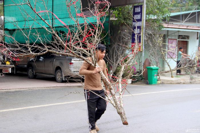 Những cành đào đẹp phải kết hợp các yếu tố như thế đẹp, nhiều cành, nụ nhiều và mập, thân cây có rêu mốc... Với những cành đào như vậy là thương lái săn đón, dù giá cao hơn một chút cũng sẵn sàng xuống tiền. Ảnh: Q.An